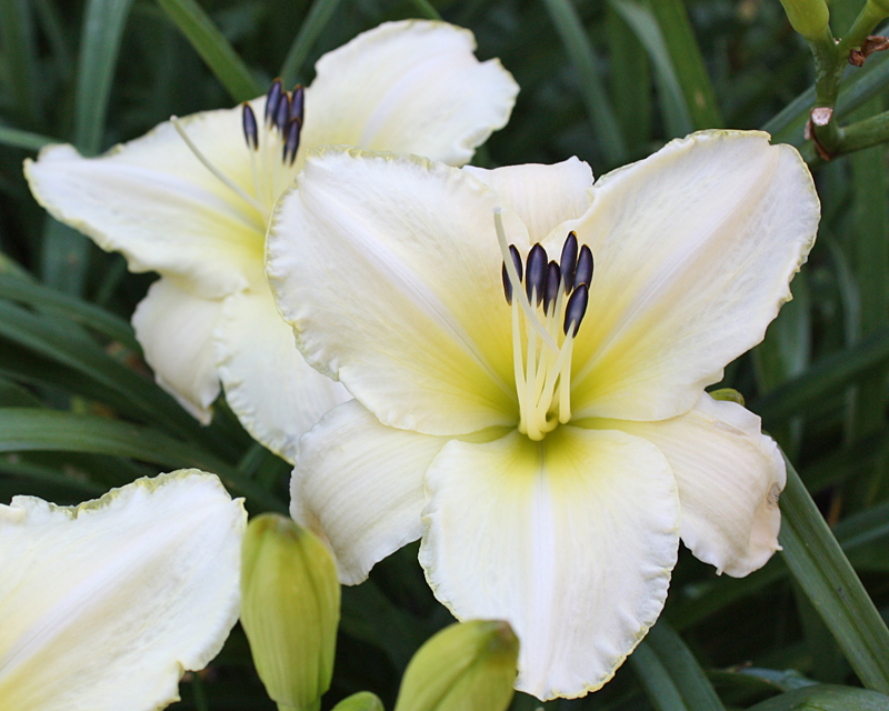 Hemerocallis 'Arctic Snow'